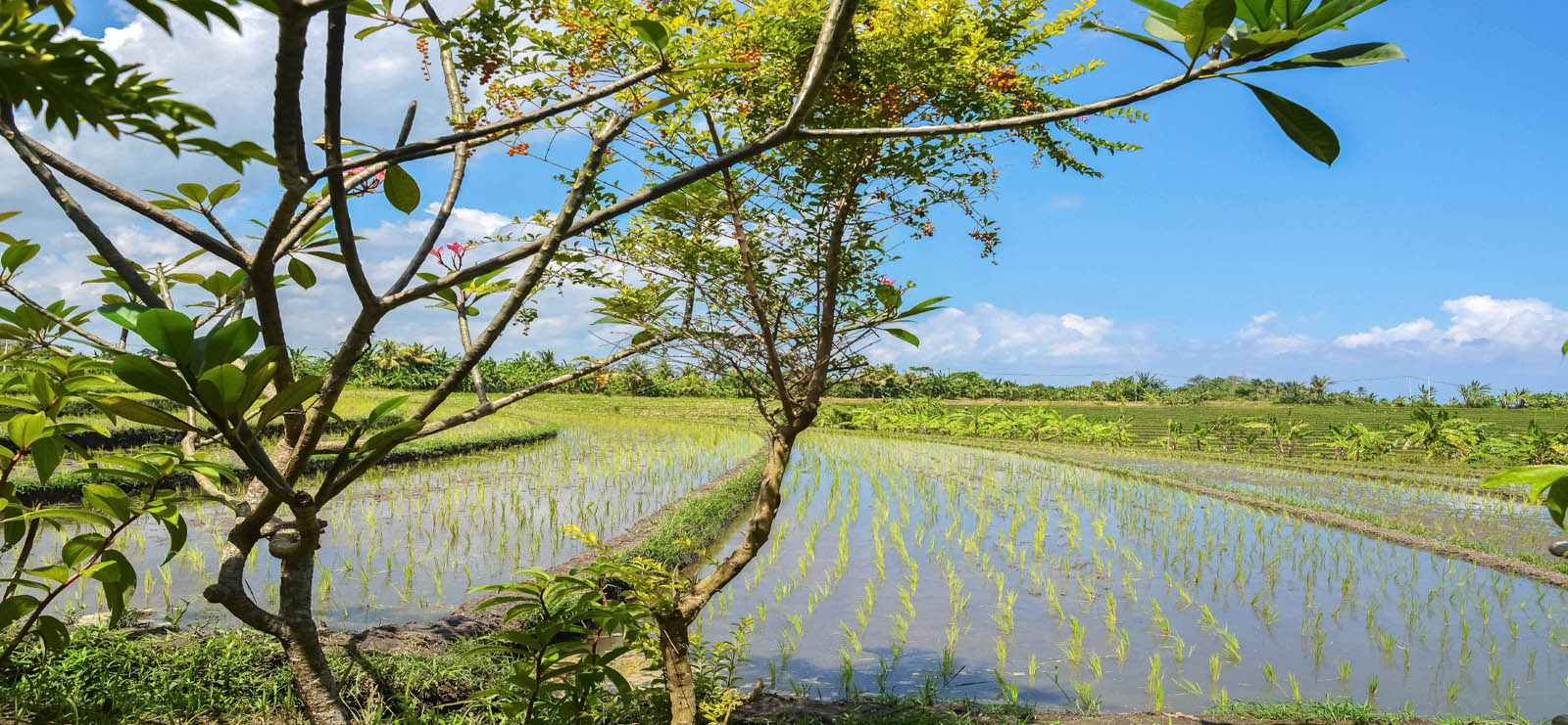 Sunshine Agriculture